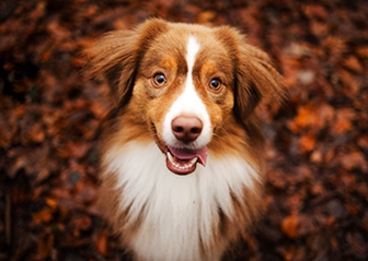 photographe canin berger américain miniature chien automne bretagne finistère brest