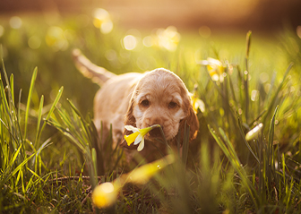 chiot cocker brest finistère bretagne photographe animalier élevage chien