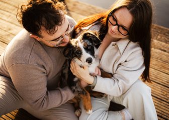 photographe canin chiot berger américain minituture finistère bretagne