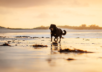photographe chien beauceron plage bretagne