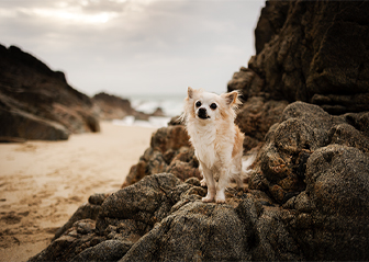 séance photo chien chihuahua finistère bretagne