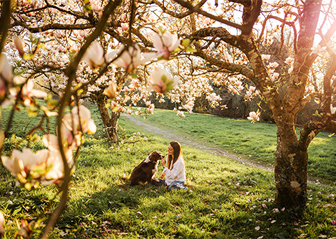 séance photo chien berger américain miniature magnolia finistère bretagne