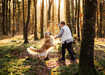 photographe animalier bretagne brest chien golden retriever