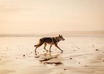 photographe élevage canin chien-loup tchecoslovaque bretagne finistère brest