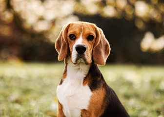 photographe canin chiot beagle lorient morbihan bretagne