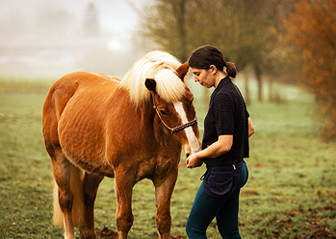 léa mains photographie photographe chevaux haflinger ille-et-vilaine bretagne