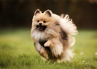 photographe canin chien spitz rennes ille-et-vilaine bretagne