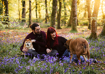 photographe animalier chien shiba chat jacinthes des bois finistère bretagne