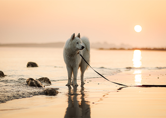 séance photo laika de yakoutie bretagne finistère brest
