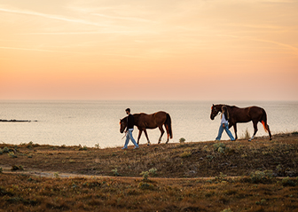 photographe équin chevaux finistère bretagne
