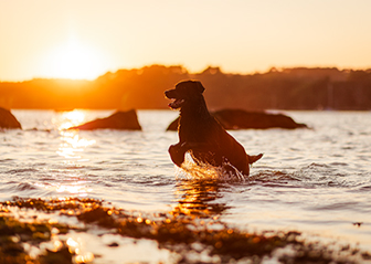 photographe canin chien finistère séance photo