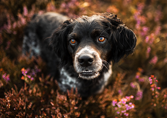 chien epagneul breton bruyère photographie canine bretagne finistère