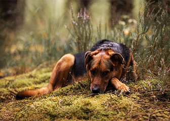 séance photo chien bretagne