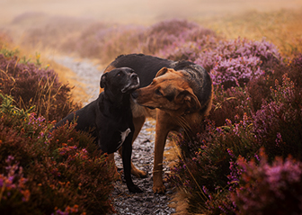 photographe canin chiens finistère