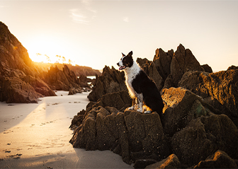 photographie canine léa mains finistère bretagne brest chien border collie plage lever du soleil