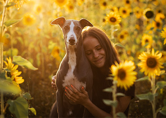 séance photo chien whippet tournesols brest finistère bretagne