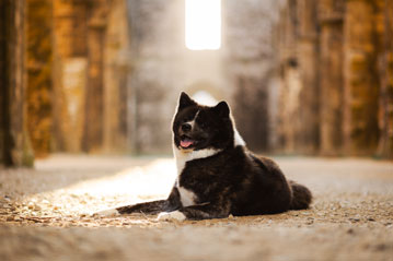 photographe chien canin akita inu brest finistère bretagne