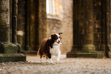 photographe animalier chien berger australien brest finistère bretagne
