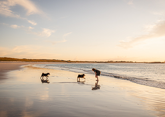 séance photo chiens finnois de laponie bretagne finistère coucher de soleil plage