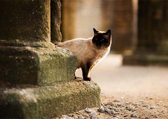 chat finistère bretagne photographe animalier